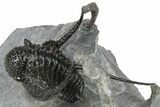 Bumpy Cyphaspis Trilobite - Top Quality Specimen #267334-3